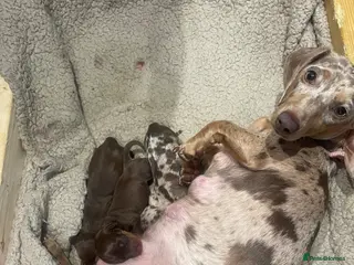 Miniature Dachshund dogs Stunning miniature daschunds - Advert 1