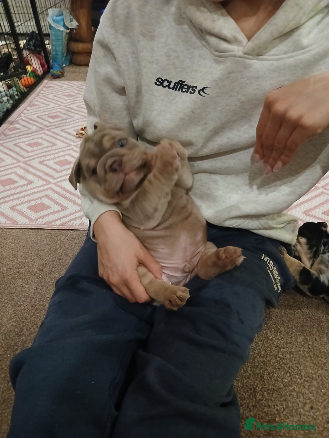 English Bulldog dogs for sale: Stunning  chunky English bulldog puppies  - Advert 7