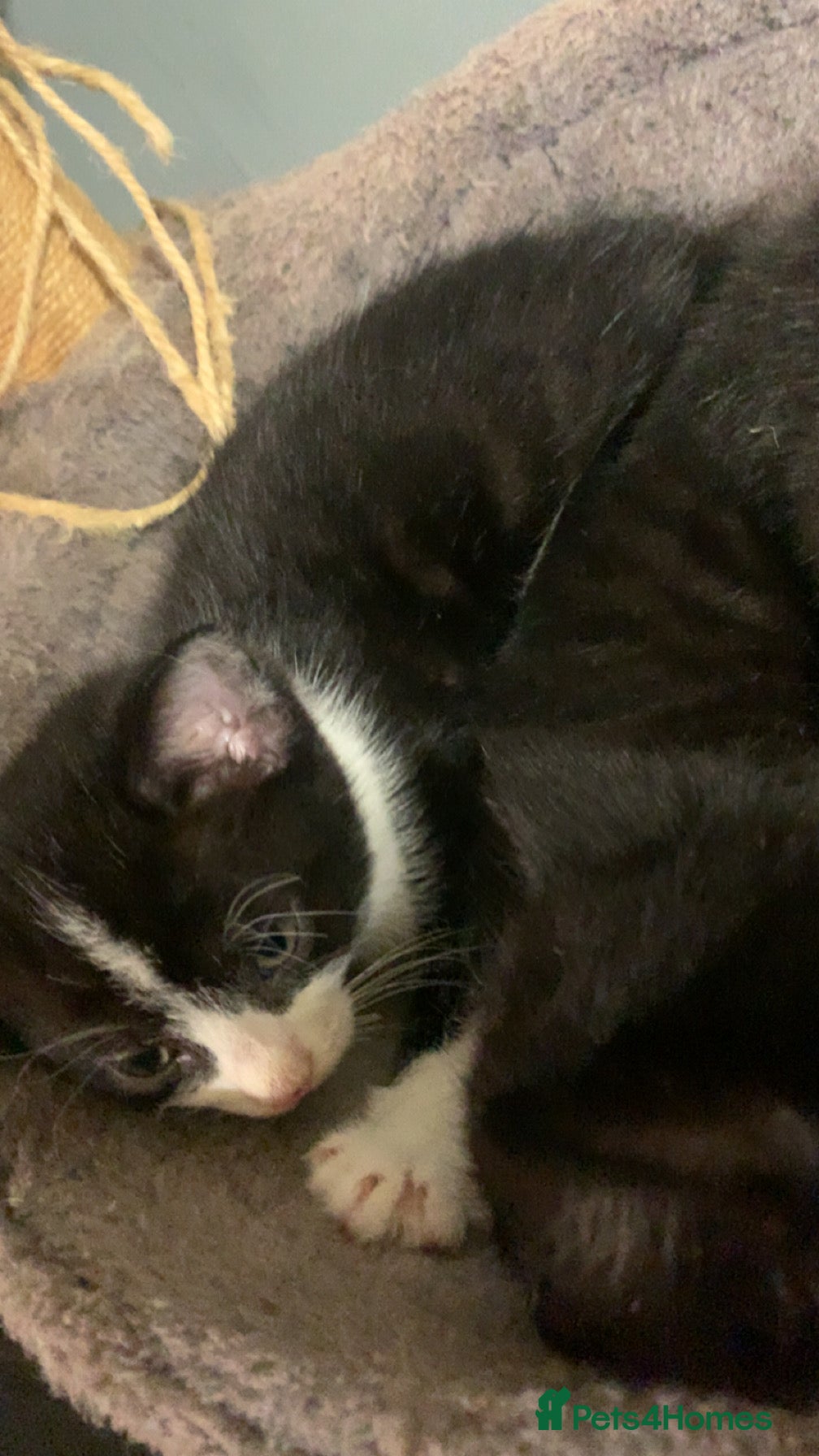 Mixed Breed cats Beautiful playful kittens  - Advert 1