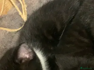 Mixed Breed cats Beautiful playful kittens - Advert 1