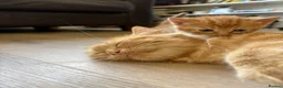 Mixed Breed cats for sale: 4 Ginger Male Kittens from 7th of September  in London - Advert 16