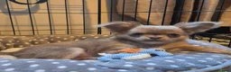 Chihuahua dogs for sale: Long haired chihuahua pup in Wolverhampton - Advert 5