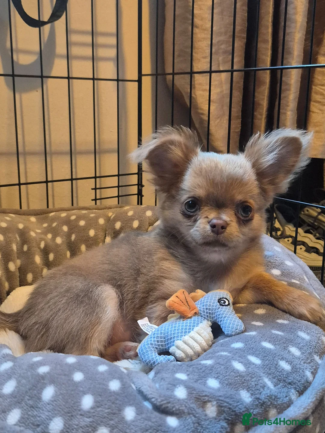 Chihuahua dogs for sale: Long haired chihuahua pup in Wolverhampton - Advert 5