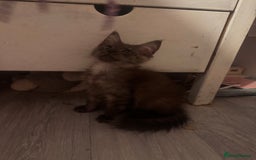 Maine Coon cats for sale: Last 2 girls remaining  in Ilminster - Image 10