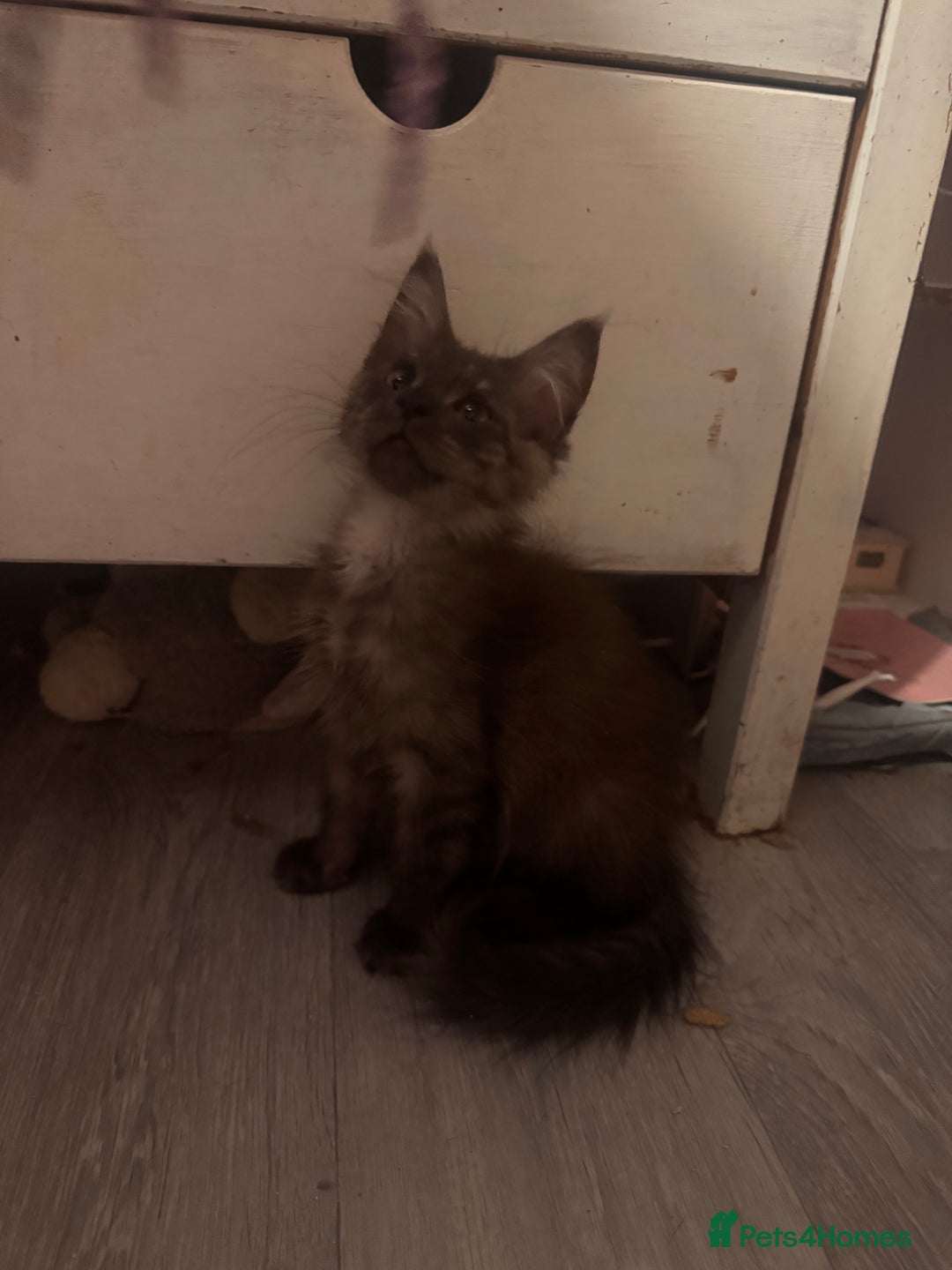 Maine Coon cats for sale: Last 2 girls remaining  in Ilminster - Image 10
