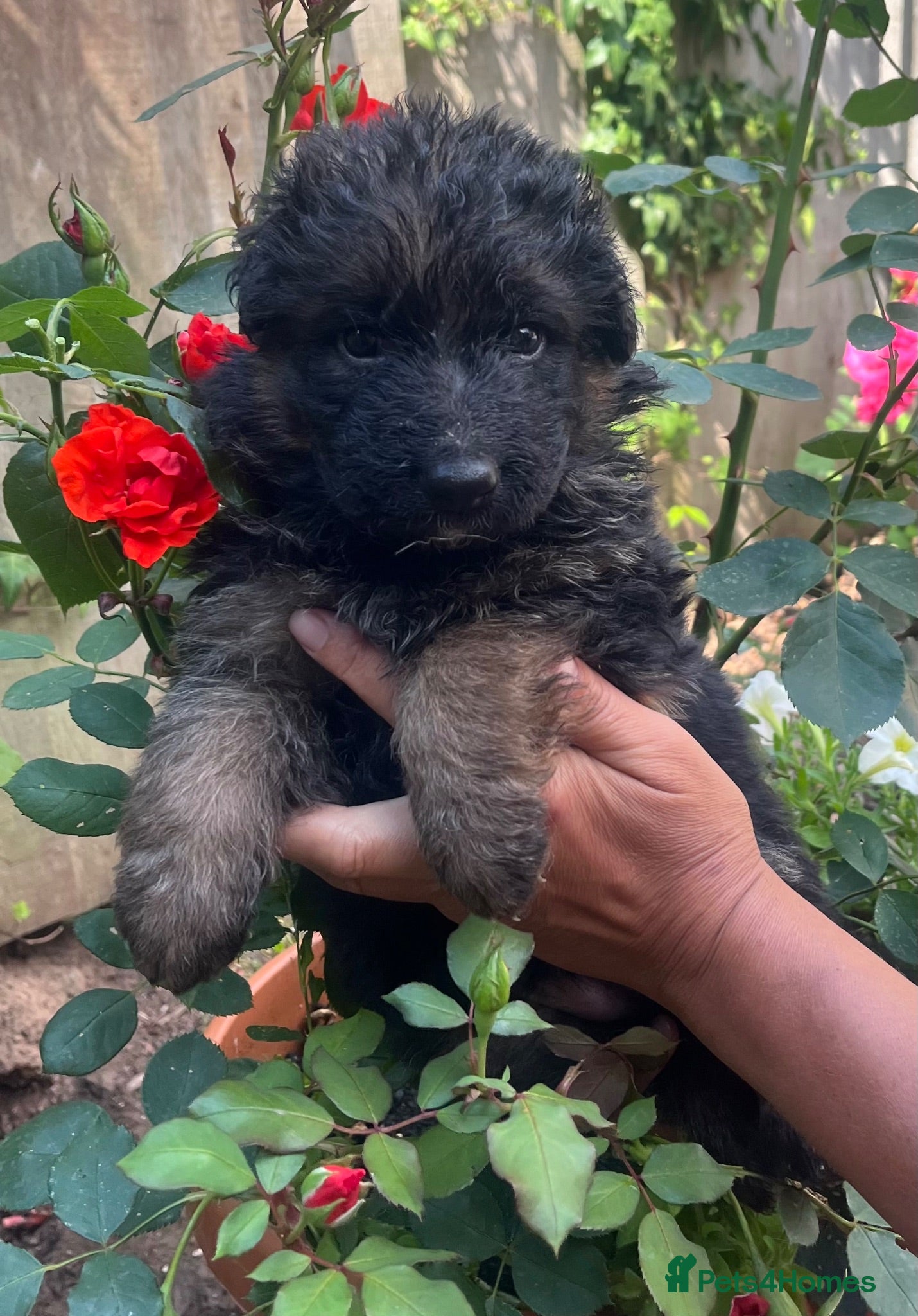 German Shepherd dogs Stunning GSD puppies for sale  - Advert 17