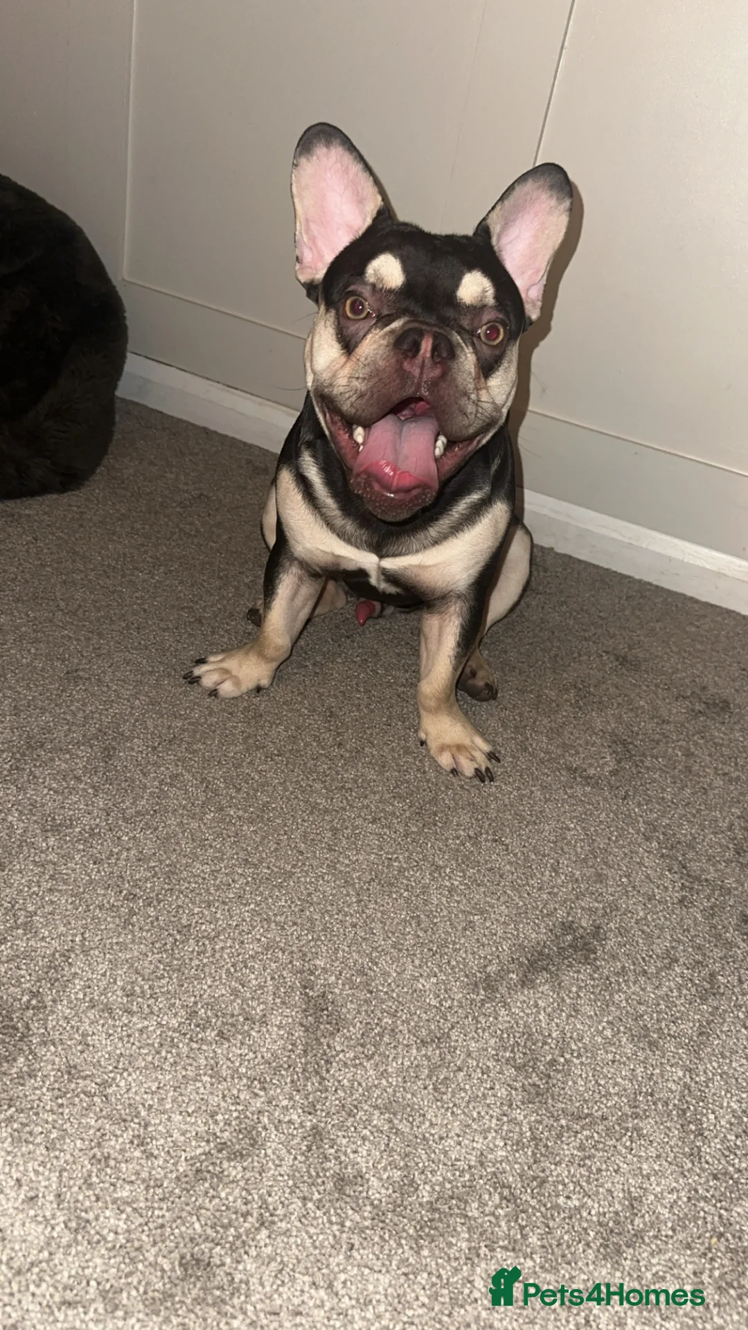 French Bulldog dogs for sale: French bulldog  - Advert 7