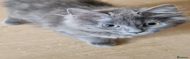 Siberian 3