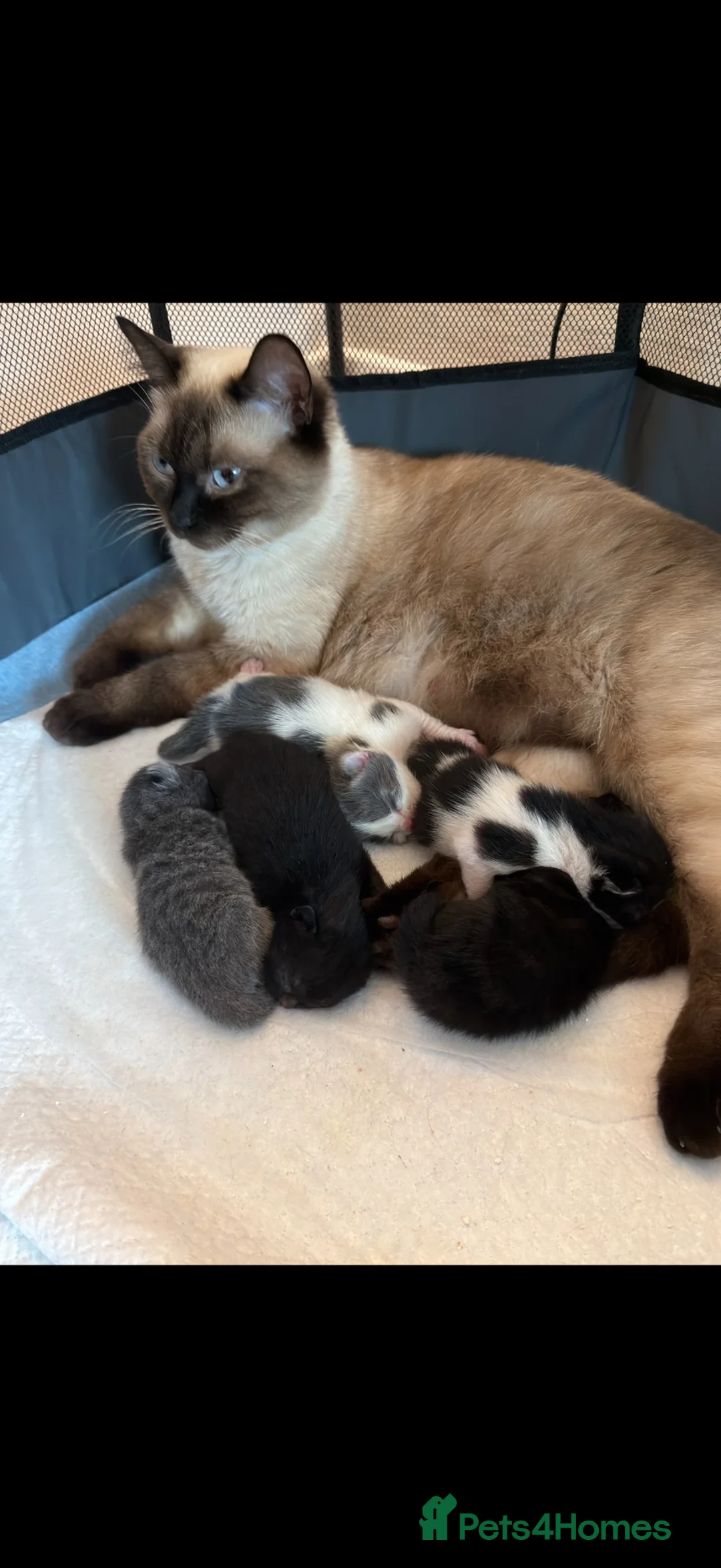British Shorthair cats for sale: British short hairs  - Advert 1