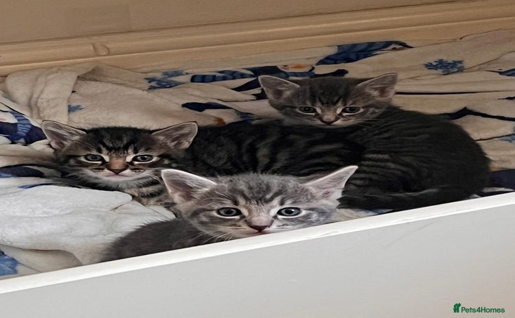 Maine Coon cats - Advert 8