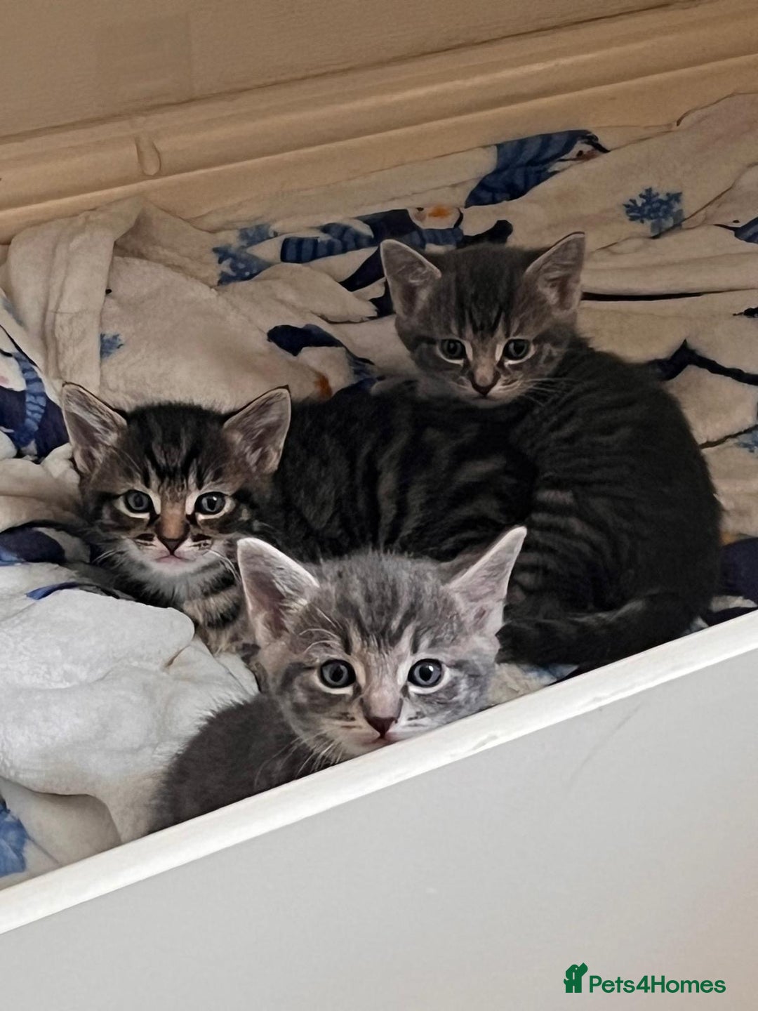 Maine Coon cats for sale: Maincoon X Bengal Tabby beautiful markings - Image 1