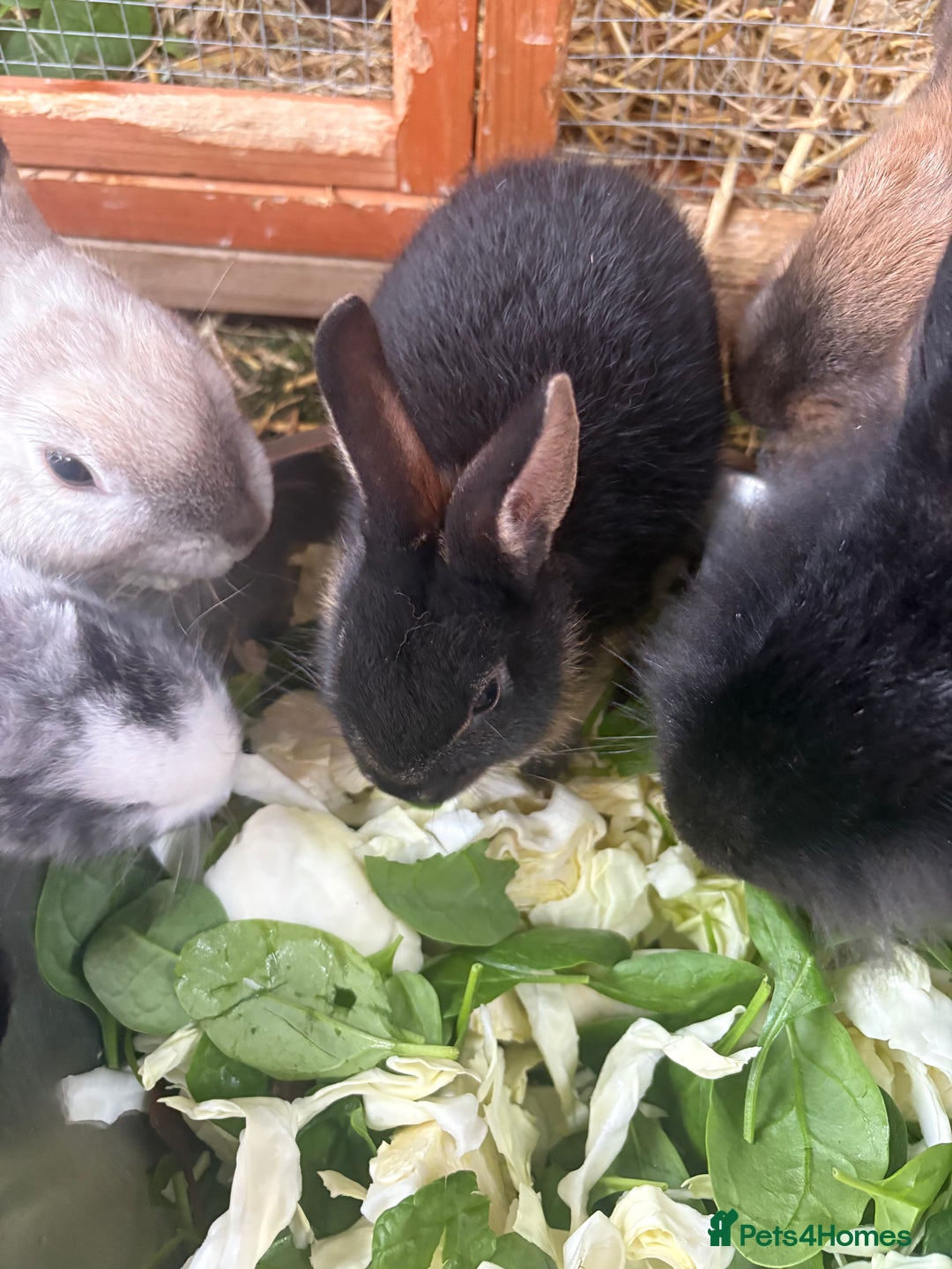 Mixed Breed rabbits for sale: One boy one girl  - Advert 4