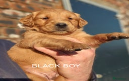 Golden Retriever dogs for sale: KC GOLDEN RETRIEVER PUPPIES, HEALTH SCORED PARENTS - Advert 14