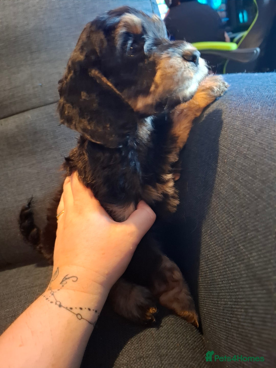 Cockapoo dogs for sale: F1b Health Tested Toy Cockapoo Puppies  - Advert 8