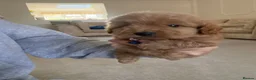 Cavapoo dogs for sale: Luxury small cavapoo - Advert 9