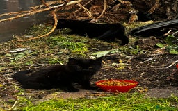 British Longhair cats for sale: 3 gorgeous girls  - Image 8