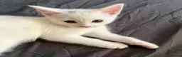 Mixed Breed cats for sale: Kittens - Advert 2