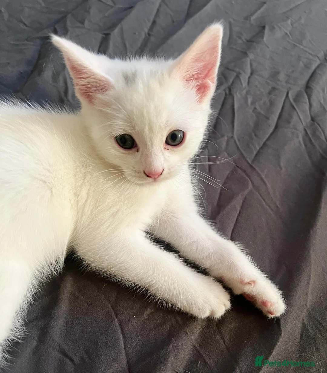 Mixed Breed cats for sale: Kittens - Advert 2