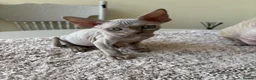 Devon Rex cats for sale: Price Reduced!TICARegisteredDevonRex lilac kittens - Advert 12