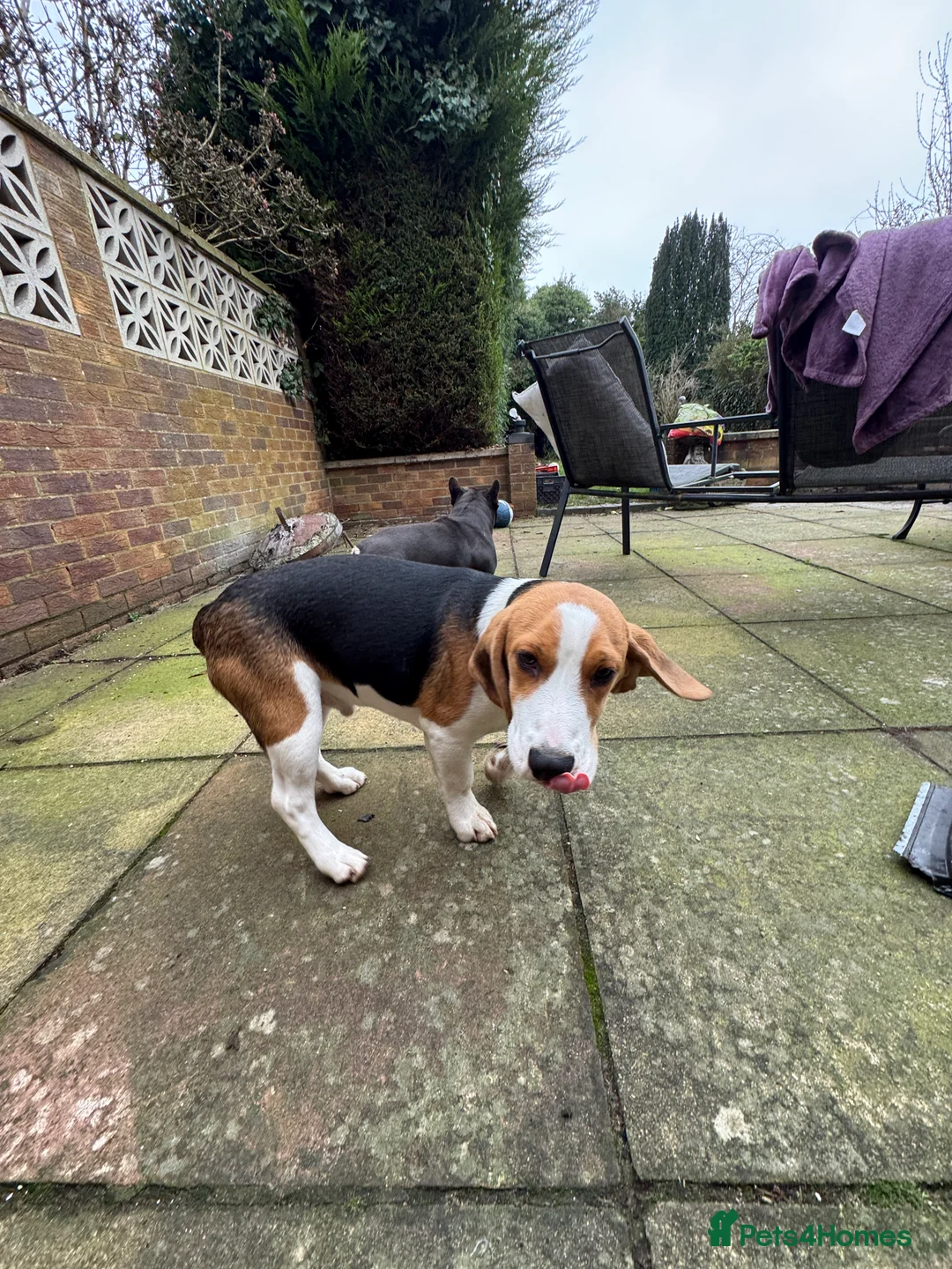 Beagle dogs for sale: Orio  - Advert 2