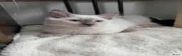 Ragdoll cats for sale: GCCF REG RAGDOLL KITTENS LILAC CHOC SEAL  - Advert 12