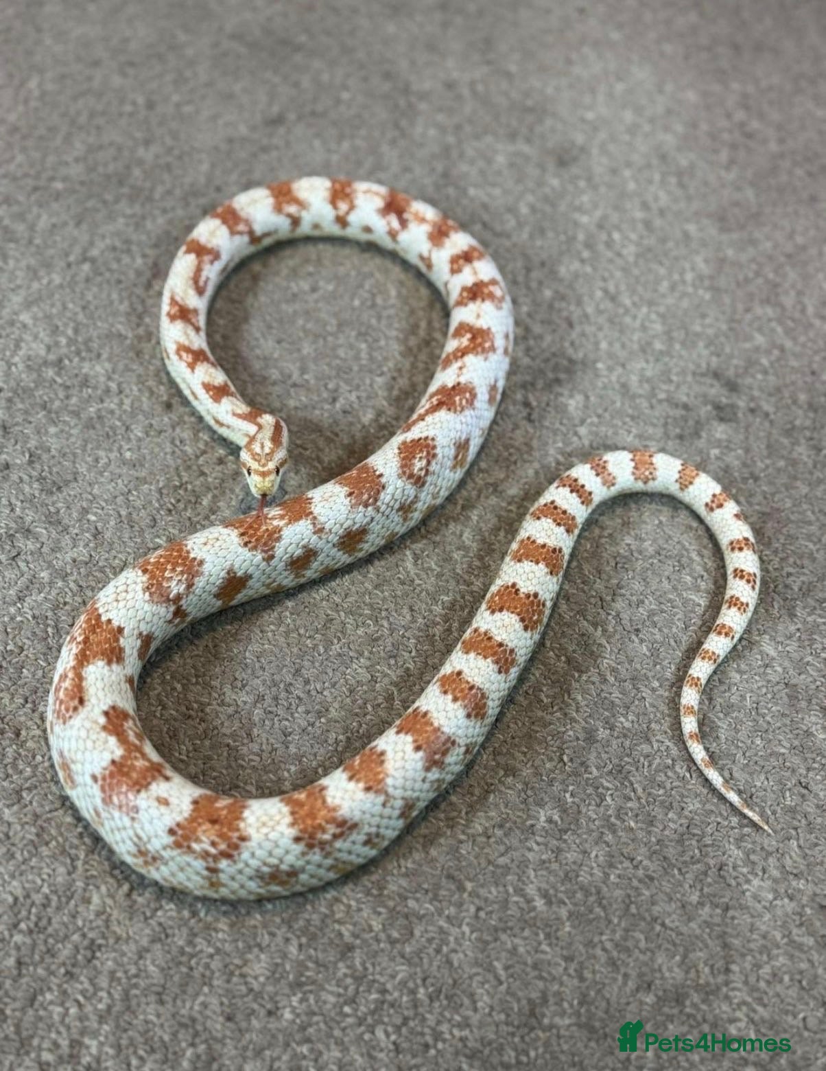 Corn Snake reptiles for sale: male corn snake and setup  - Advert 1