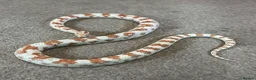 Corn Snake reptiles for sale: male corn snake and setup  - Advert 1