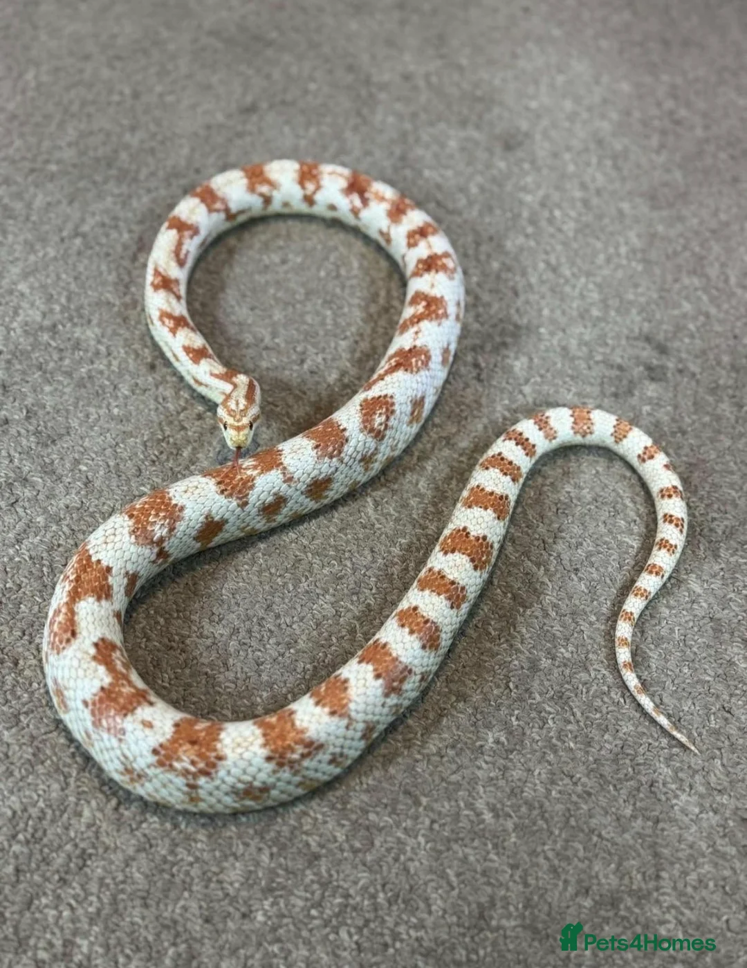 Corn Snake reptiles for sale: male corn snake and setup  - Advert 1