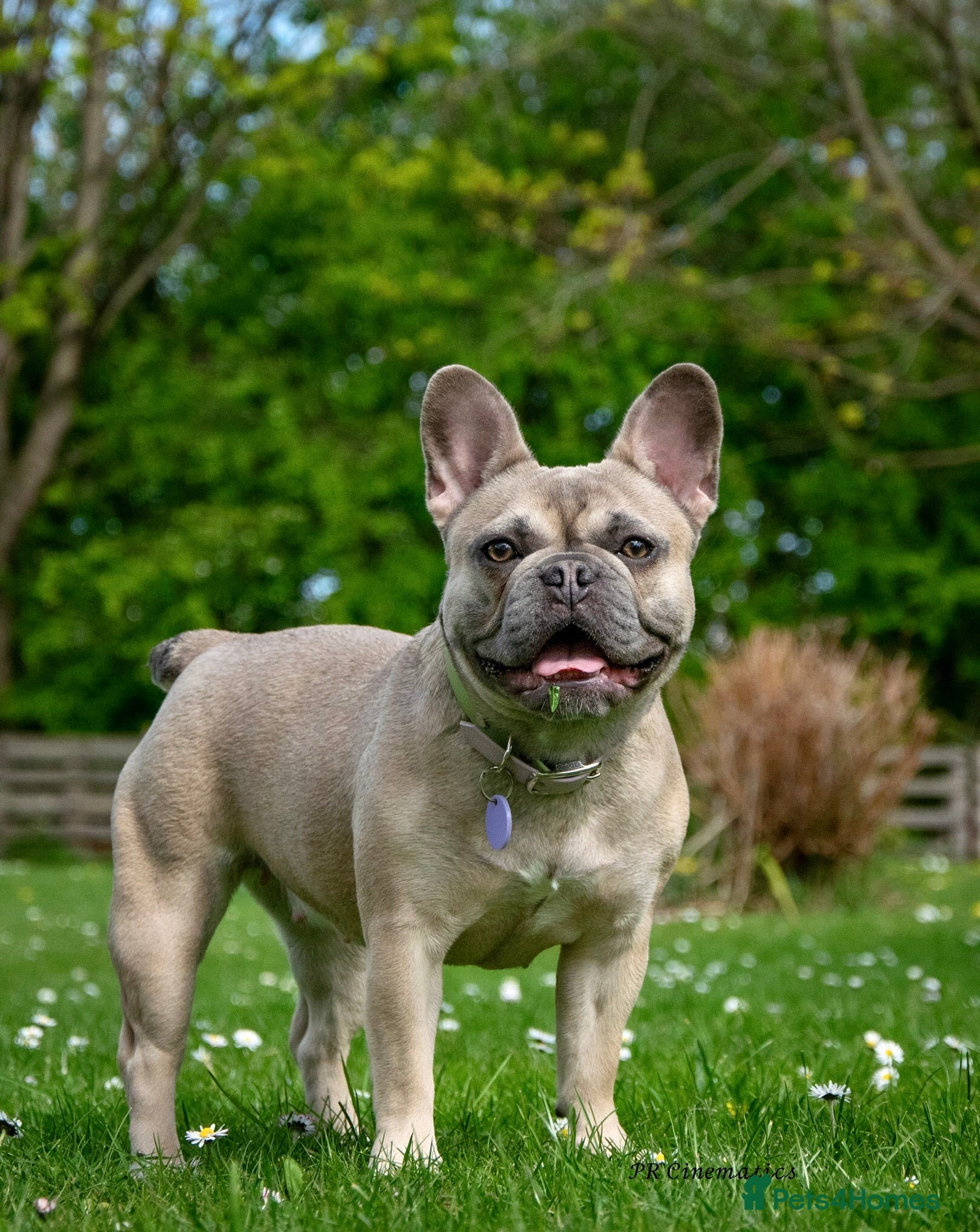 Mixed Breed dogs Frenchie x Yorkipoo Puppies –Homes Wanted 🐾 - Advert 13