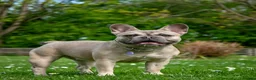 Mixed Breed dogs for sale: Frenchie x Yorkipoo Puppies –Homes Wanted 🐾 in Leeds - Advert 1