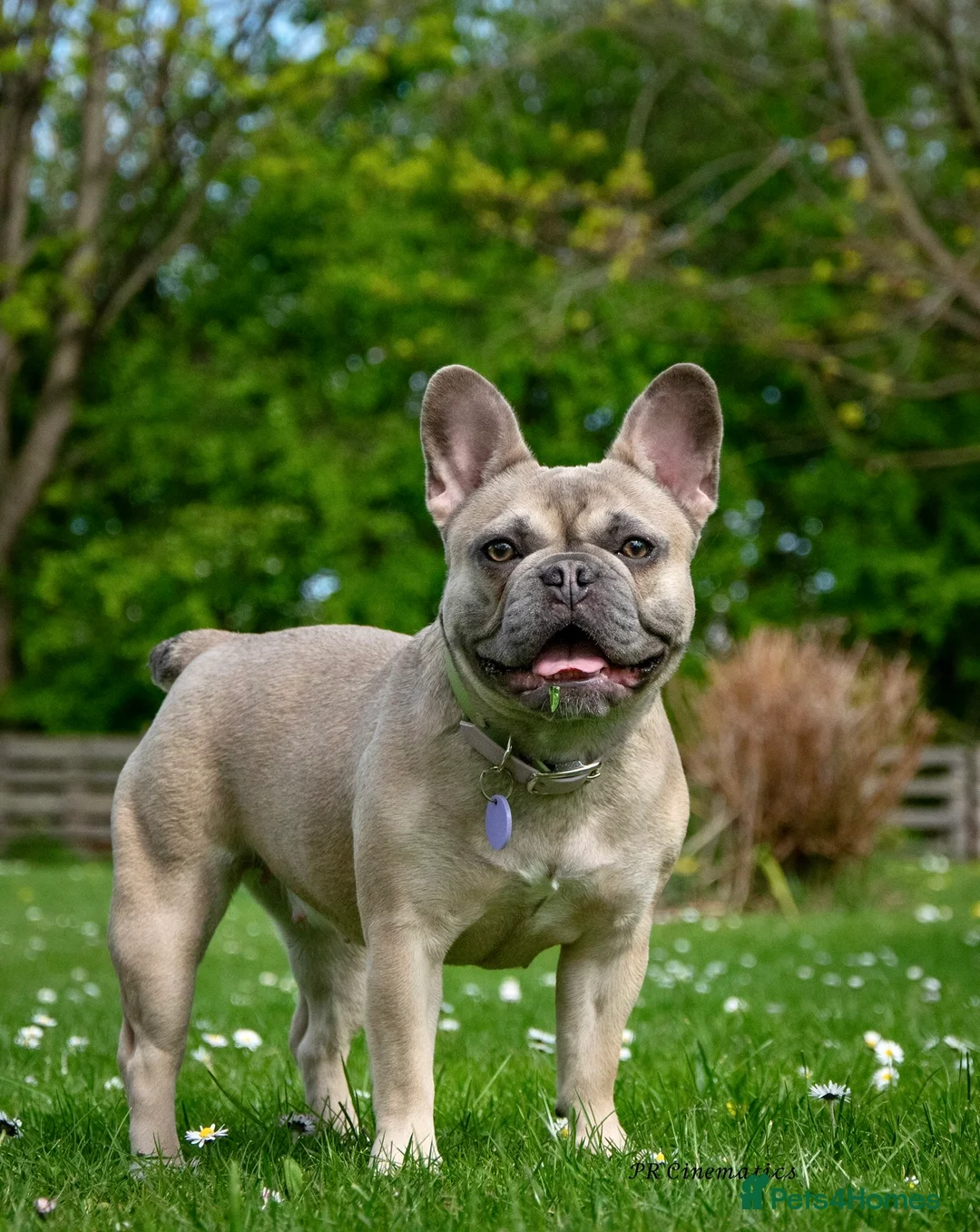 Mixed Breed dogs for sale: Frenchie x Yorkipoo Puppies –Homes Wanted 🐾 in Leeds - Advert 1