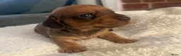 Dachshund dogs for sale: Beautiful little of Dachshunds  - Advert 4