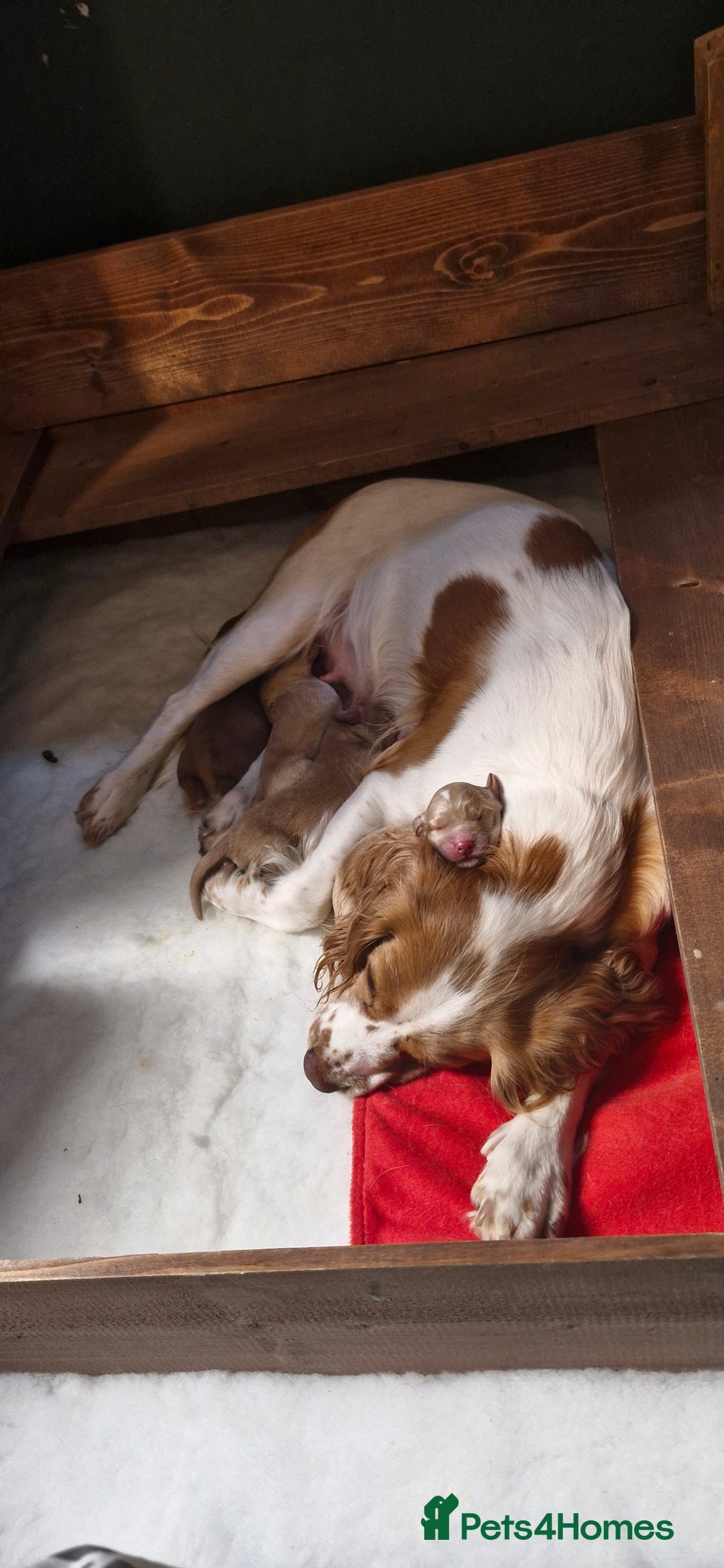 Cocker Spaniel dogs for sale: KC Reg Working Cocker Spaniels (Golden) - Image 1