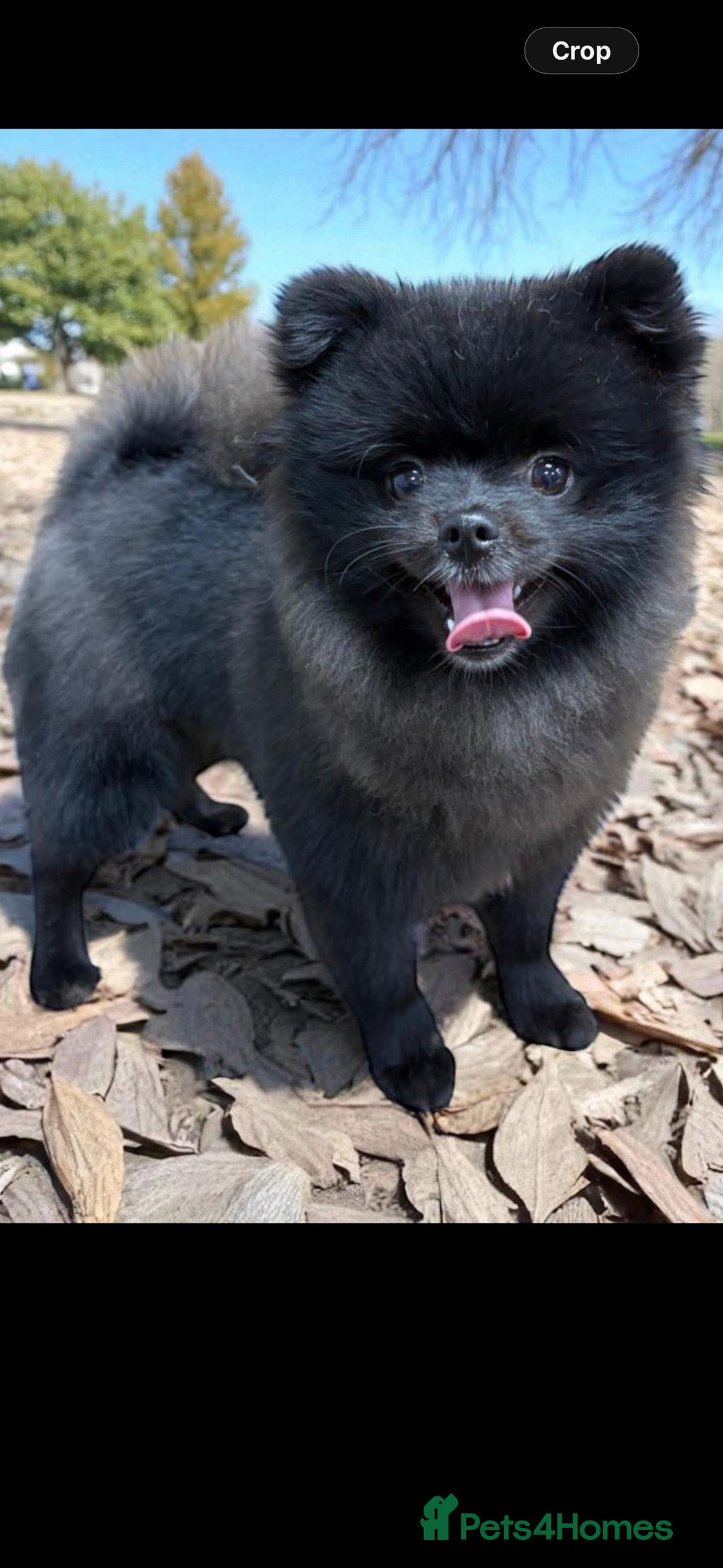 Pomeranian dogs for sale: Milo, a bundle of fluff - Advert 2