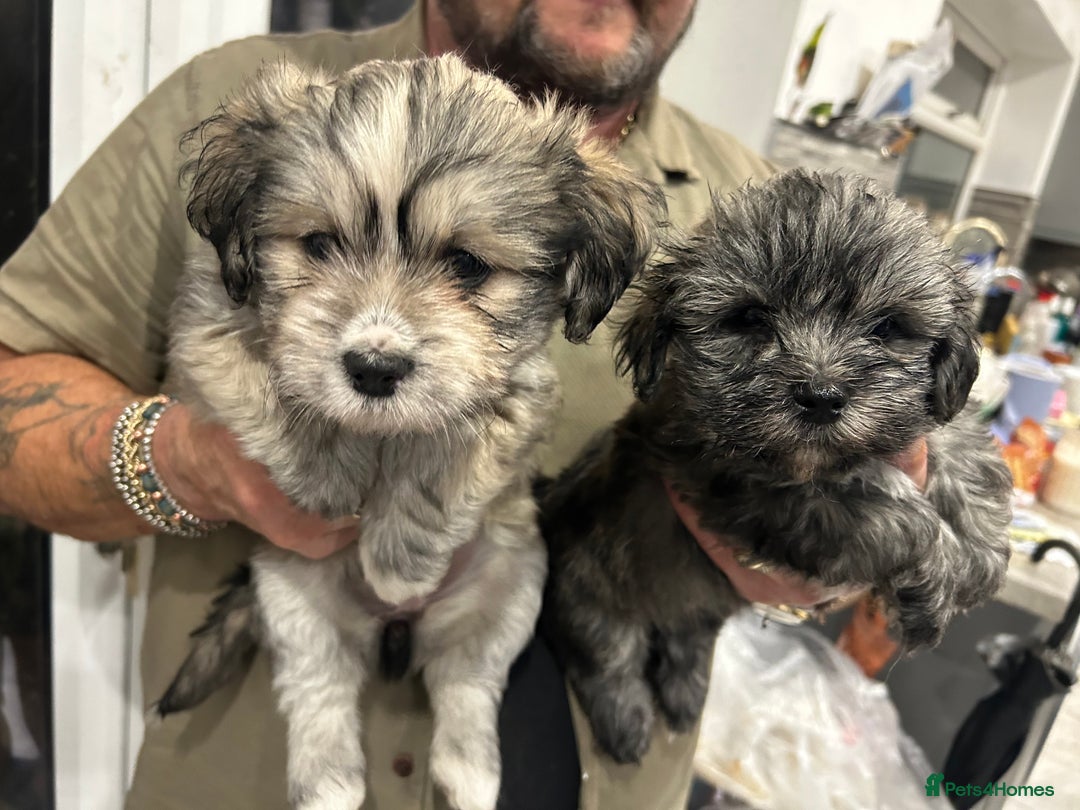 Mixed Breed dogs for sale: Maltese x Shih tzu  - Image 6