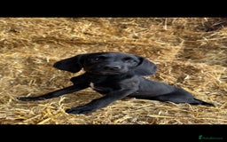 Springador dogs for sale: Black Springador Puppies - Image 3