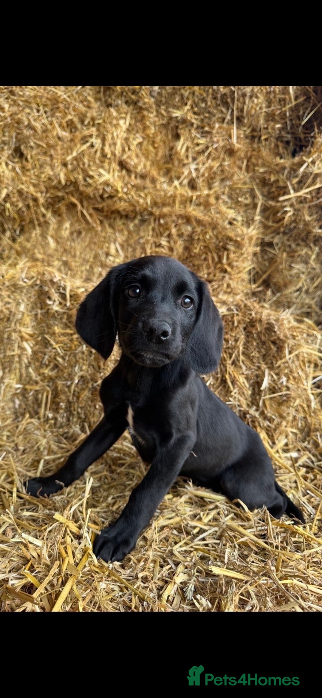 Springador dogs for sale: Black Springador Puppies - Image 3