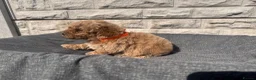 Toy Poodle dogs for sale: Beautiful red toy poodles  - Advert 4