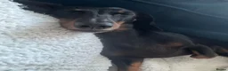 Miniature Dachshund dogs for sale: Miniature Dachshund- 4 Years old  - Advert 7