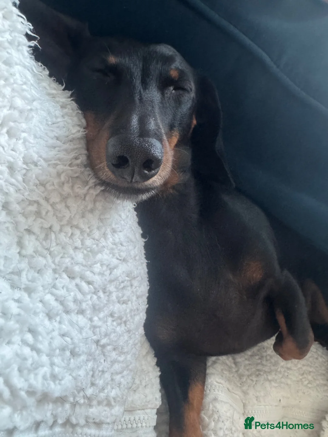 Miniature Dachshund dogs for sale: Miniature Dachshund- 4 Years old  - Advert 7