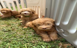 Cavapoo dogs for sale: ⭐️ Stunning ⭐️ F1b Cavapoos ⭐️ Ready Thursday ⭐️ - Image 8