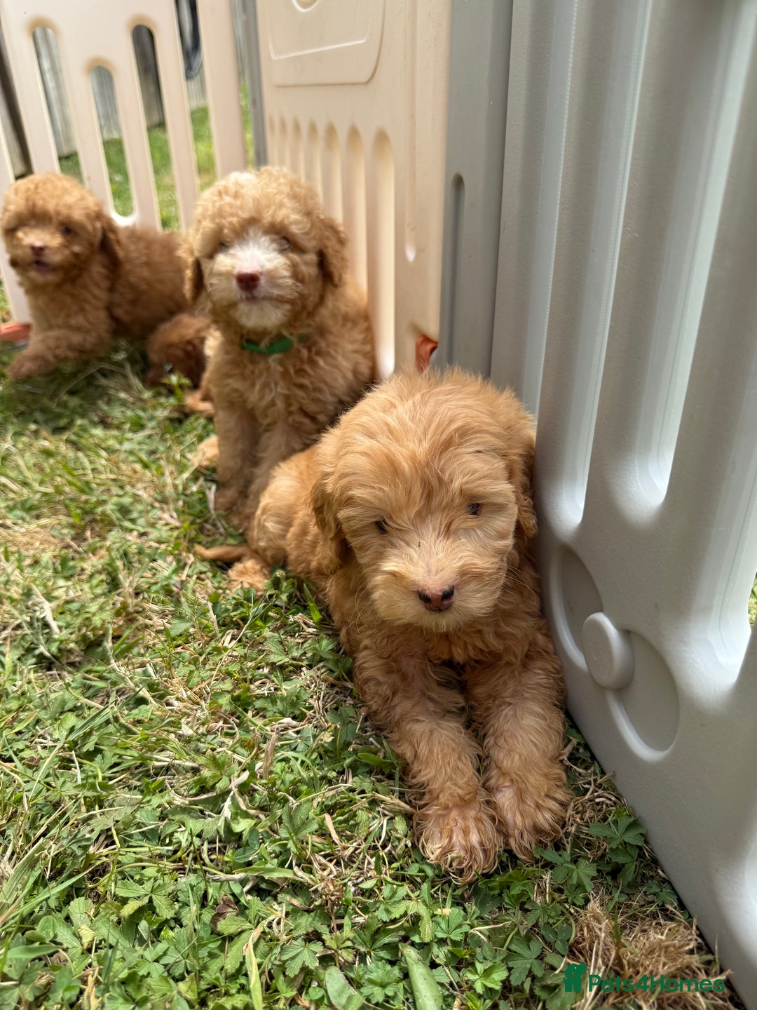 Cavapoo dogs for sale: ⭐️ Stunning ⭐️ F1b Cavapoos ⭐️ Ready Thursday ⭐️ - Image 8