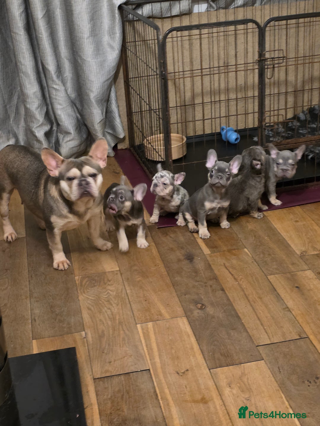 French Bulldog dogs for sale: 🐾 Exceptional French Bulldog Puppies Available 🐾 - Advert 2