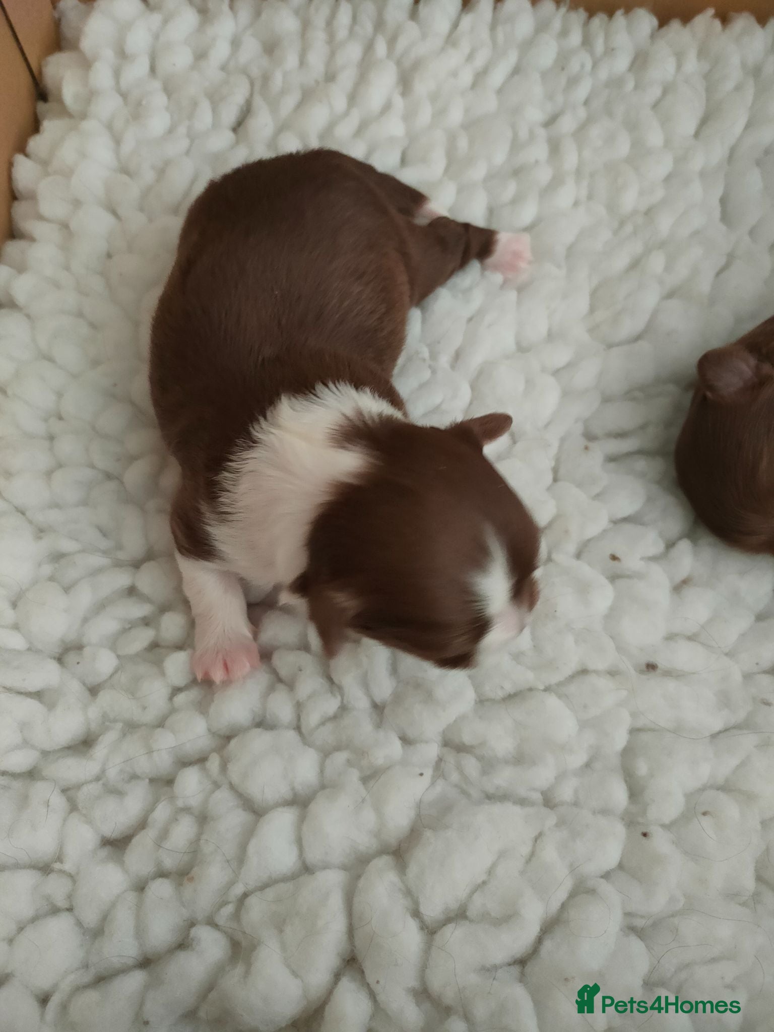 Chihuahua dogs Three stunning long coat puppies  - Advert 2