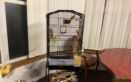 Budgerigars birds for sale: 🐦 Tame English Budgie + Full Setup (3yr Old Male) - Image 10