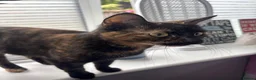 Mixed Breed cats for sale: 4 beautiful kittens for sale mixed breed - Advert 2