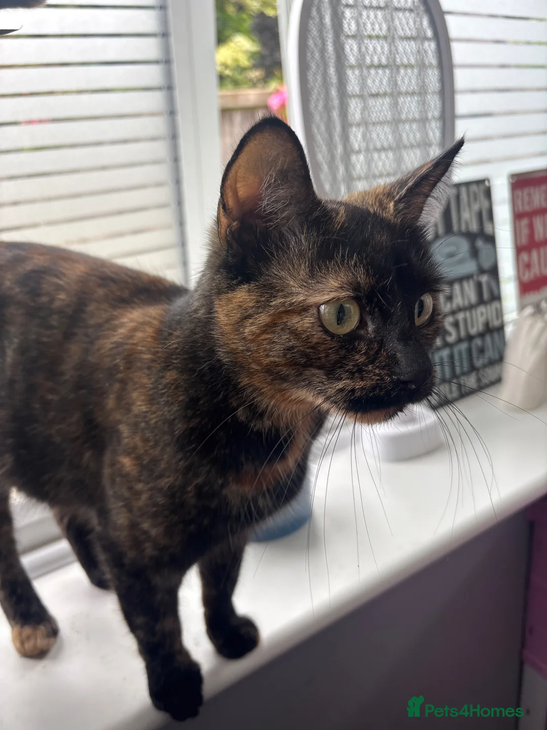 Mixed Breed cats for sale: 4 beautiful kittens for sale mixed breed - Advert 2