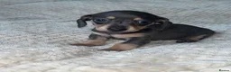 Miniature Dachshund dogs for sale: Mini dachshunds  - Advert 17