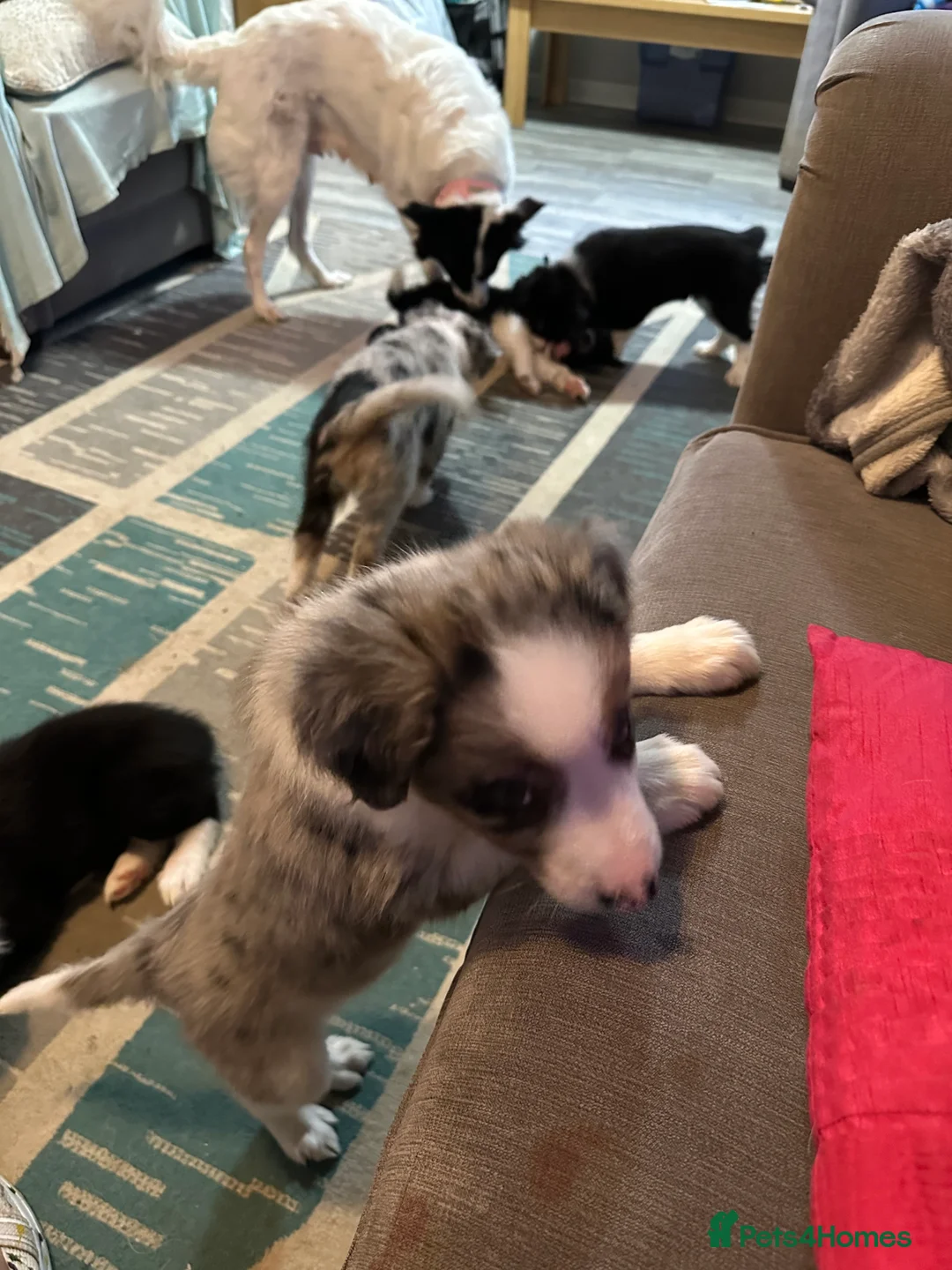 Border Collie dogs for sale: Beautiful Border Collies - Advert 8