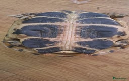 Tortoise reptiles for sale: Horsefield Tortoise  - Image 4